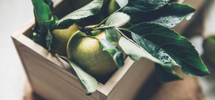 Jabłko – codzienne wzmocnienie odporności